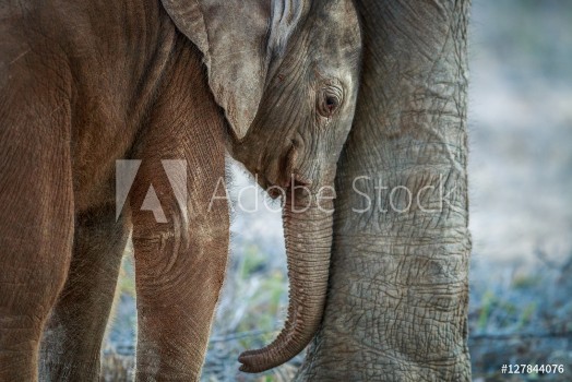 Picture of Baby Elephant resting between the mothers legs